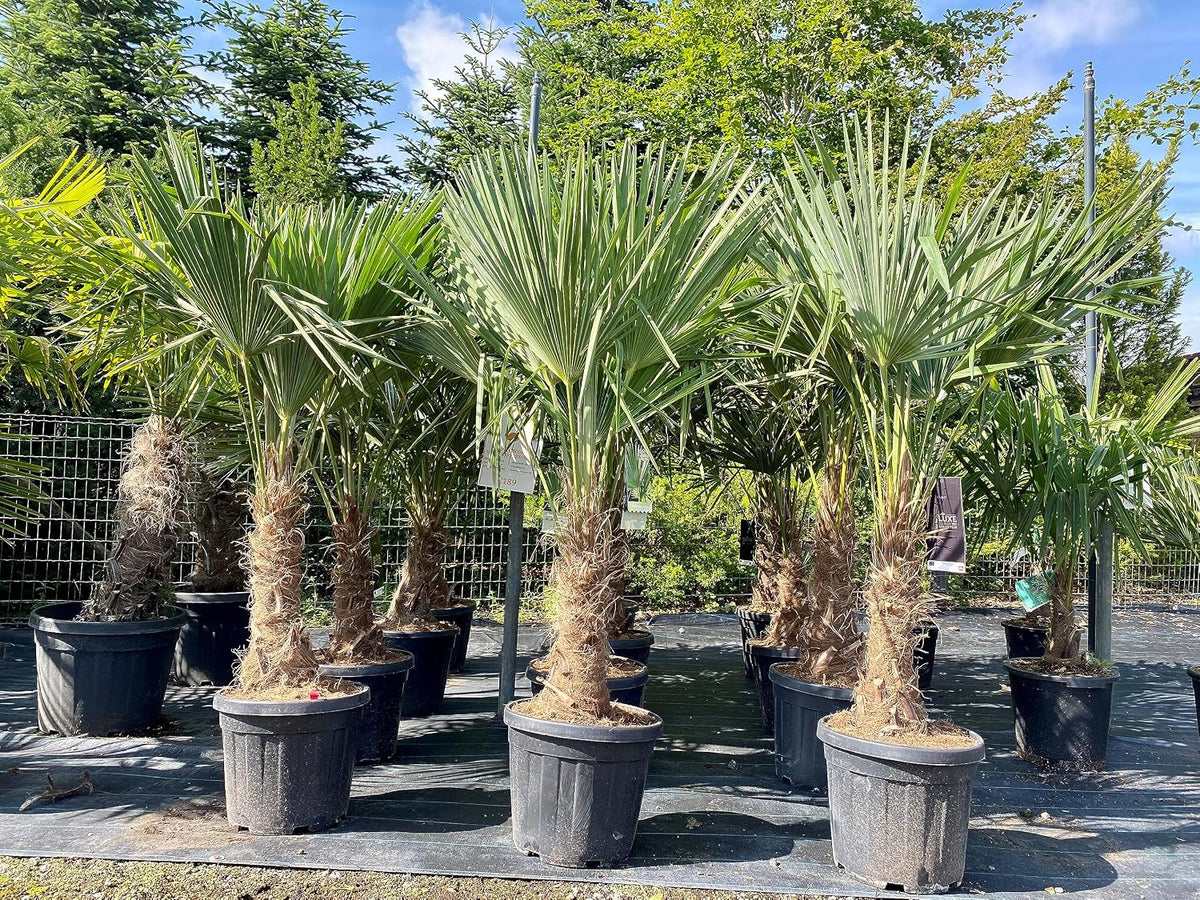 Arbres ornementaux et d'ombrage, 18°C, Noir, ExoPlante Palmier Trachycarpus Fortunei